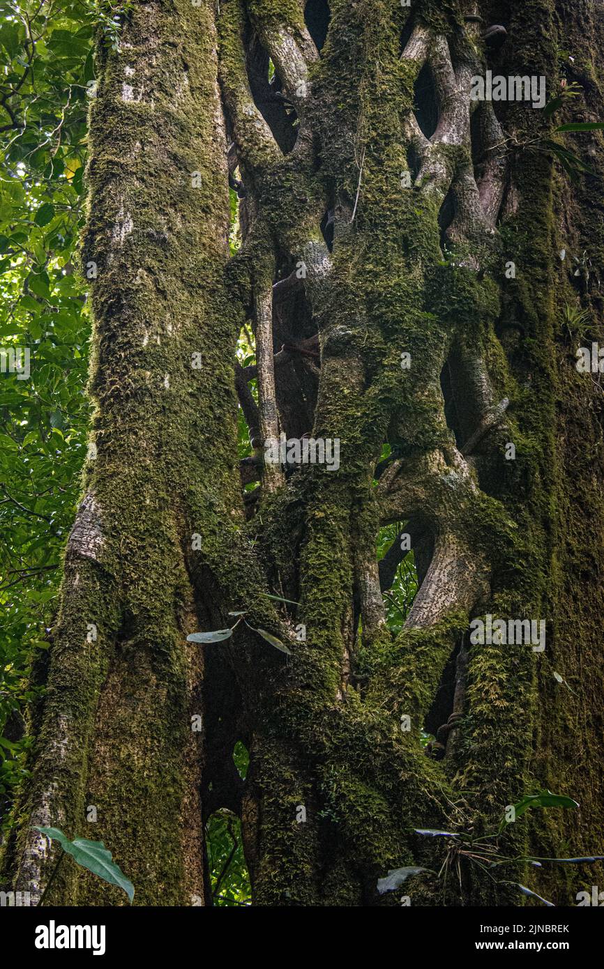 Una vite strangolante è cresciuta intorno e ha ucciso un grande albero che si è poi decomposto, lasciando la struttura a gabbia della vite. Foto Stock