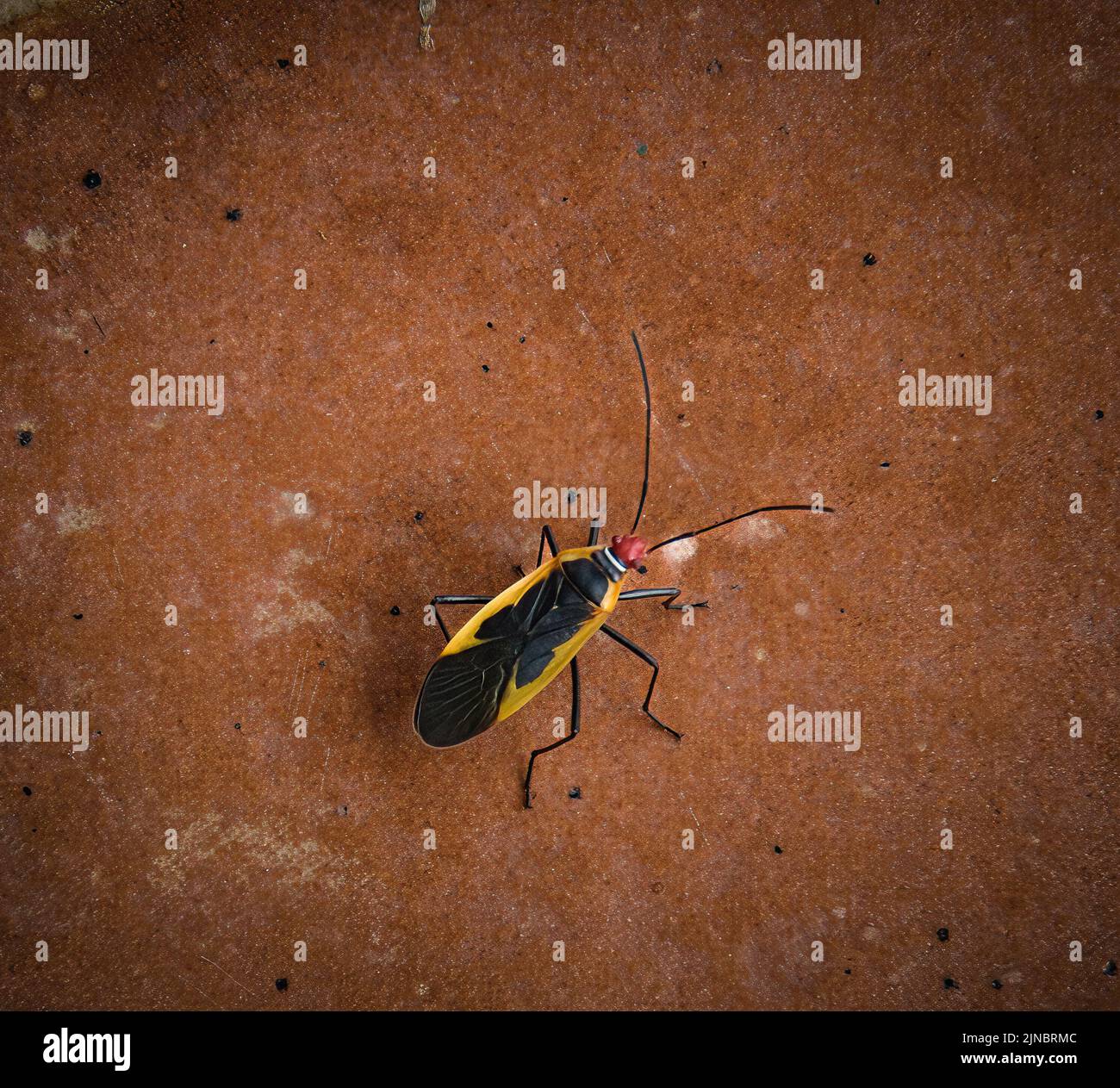 Insetto con i piedi delle foglie in Costa Rica Foto Stock