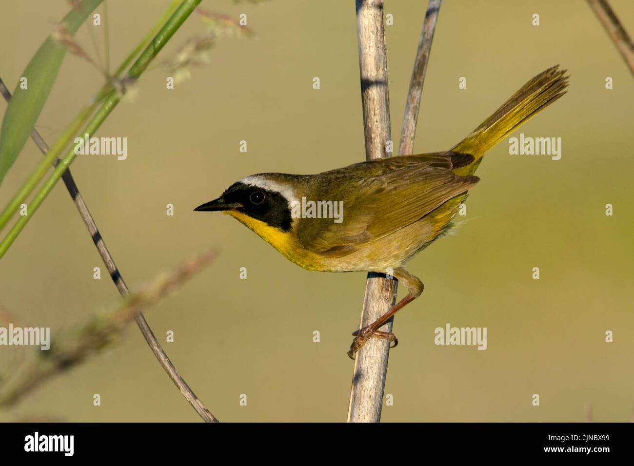 Yellowgola comune (Geothlypis trichas) fotografato nel parco statale dell'isola dell'aquila, Idaho, Stati Uniti. Foto Stock