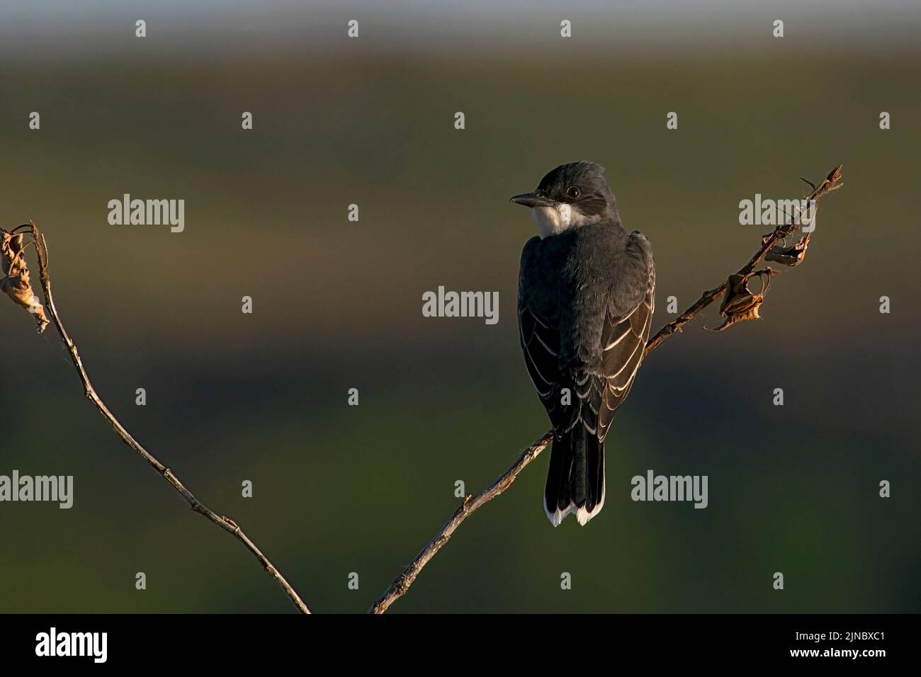 Kingbird orientale lungo il fiume Boise in Idaho. Foto Stock