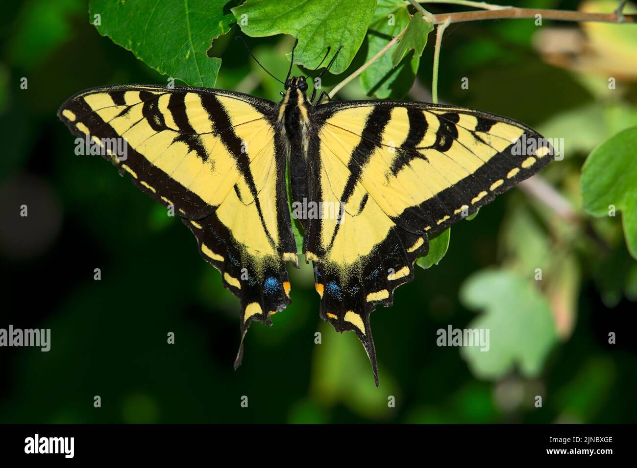 Westen Tiger Swallowtail (Papilio rutulus) in Idaho, USA nel 2022. Foto Stock