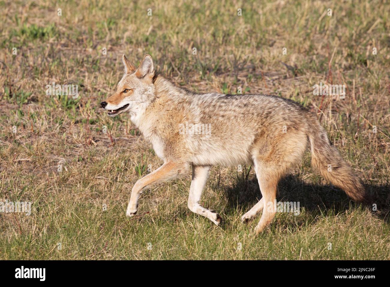 Coyote che attraversa l'erba in un parco cittadino, Calgary, Alberta, Canada. Latrans di Canis Foto Stock