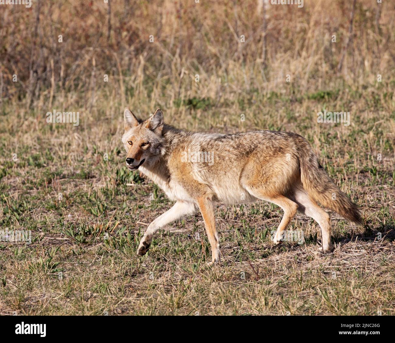 Coyote che attraversa l'erba in un parco cittadino, Calgary, Alberta, Canada. Latrans di Canis Foto Stock