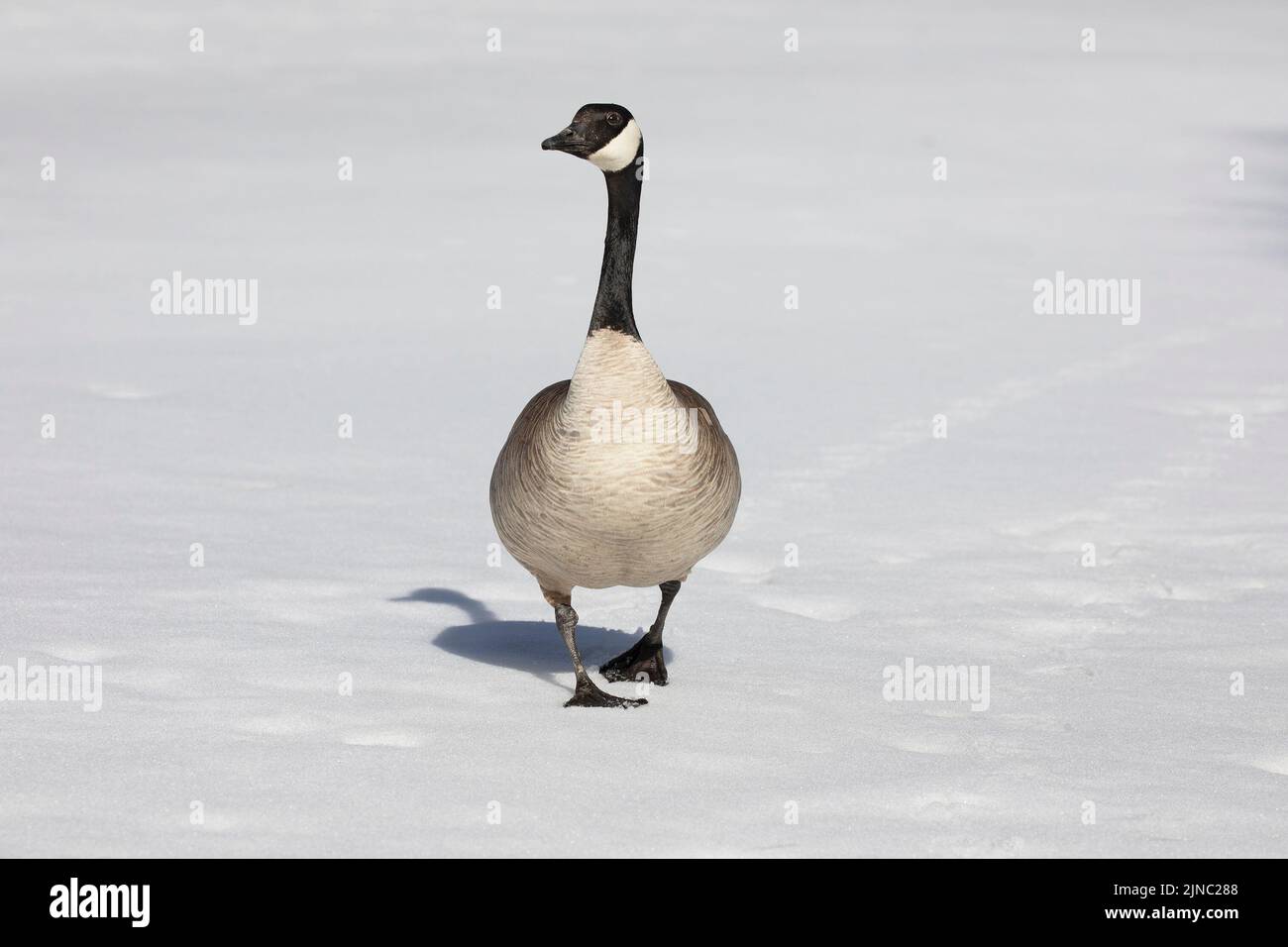 Canad Goose Walking attraverso lo stagno coperto di neve nel Prince's Island Park. Calgary, Alberta, Canada. Branta canadensis Foto Stock