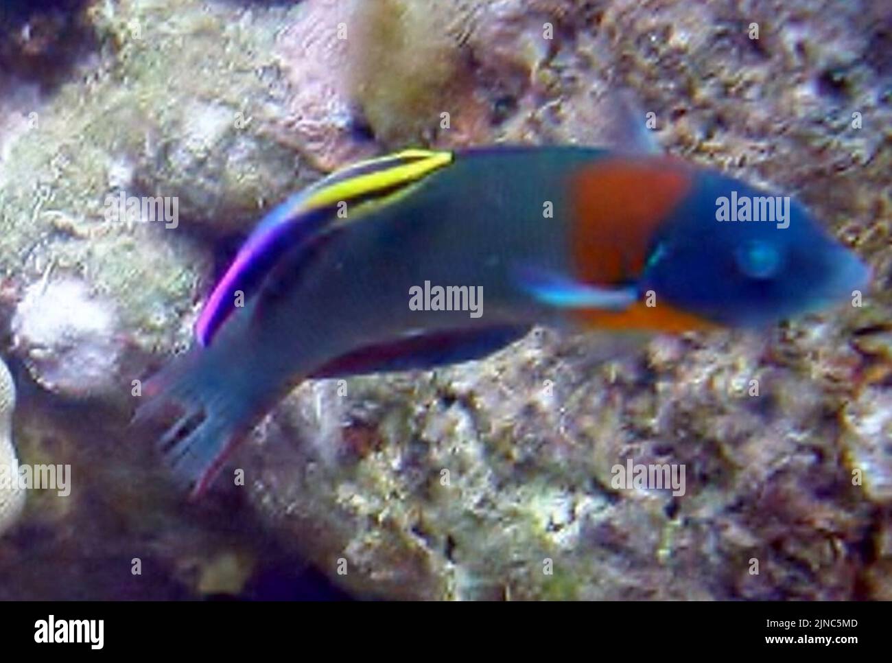 Thalassoma duperrey y Labroides phtirophagus Foto Stock