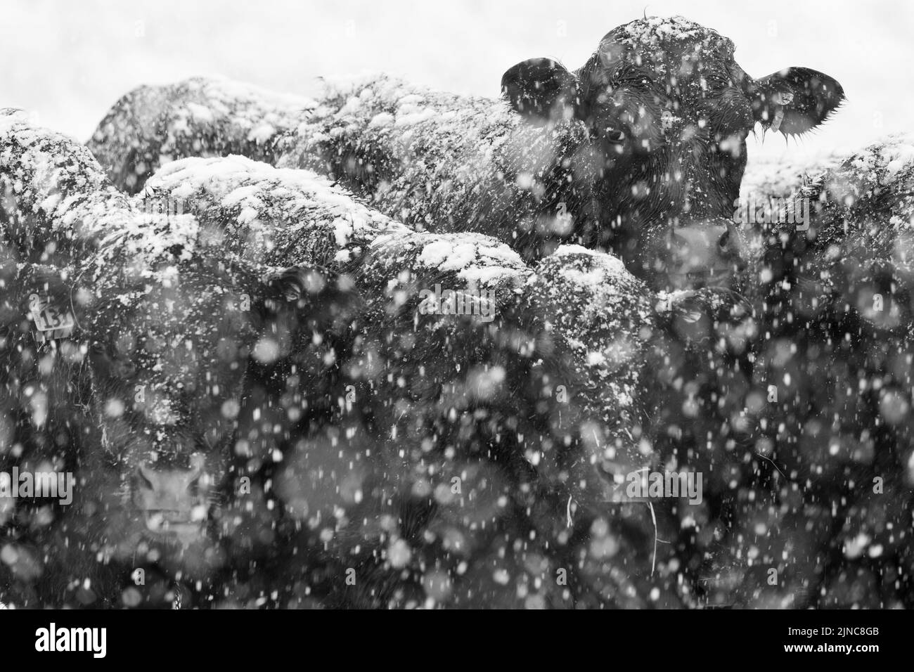 Angus mucche nella neve bianco e nero Foto Stock