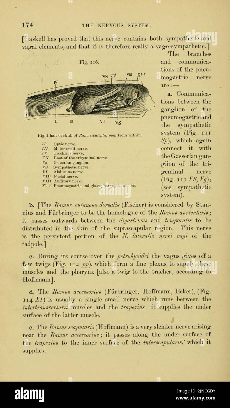 L'anatomia della rana (pagina 174, Fig. 116) Foto Stock