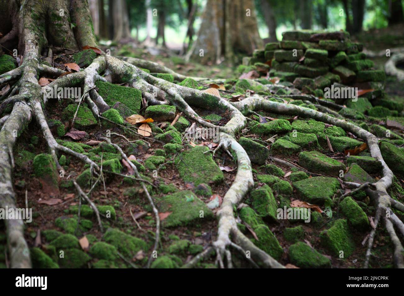 Pezzi di mattoni dalla rovina di un'antica struttura a candi Koto Mahligai (tempio Koto Mahligai), uno dei composti del tempio di Muara Jambi a Muaro Jambi, Jambi, Indonesia. Foto Stock