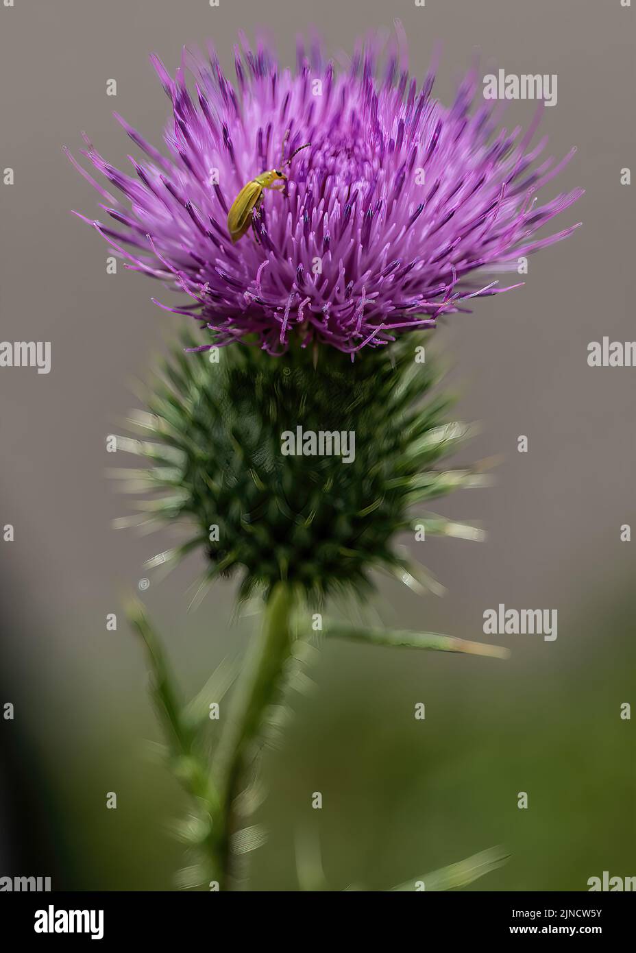 Piccolo insetto d'oro, rootworm di mais settentrionale (Diabrotica barberi) che si arrampica su un fiore di cardo. Foto Stock