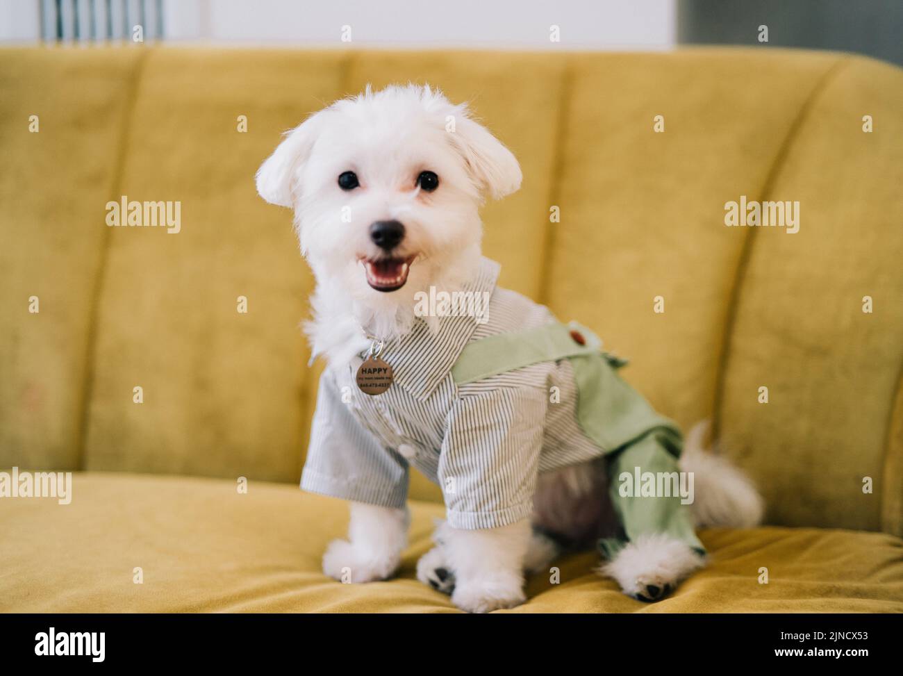 Un piccolo cane bianco sorridente sul divano Foto Stock