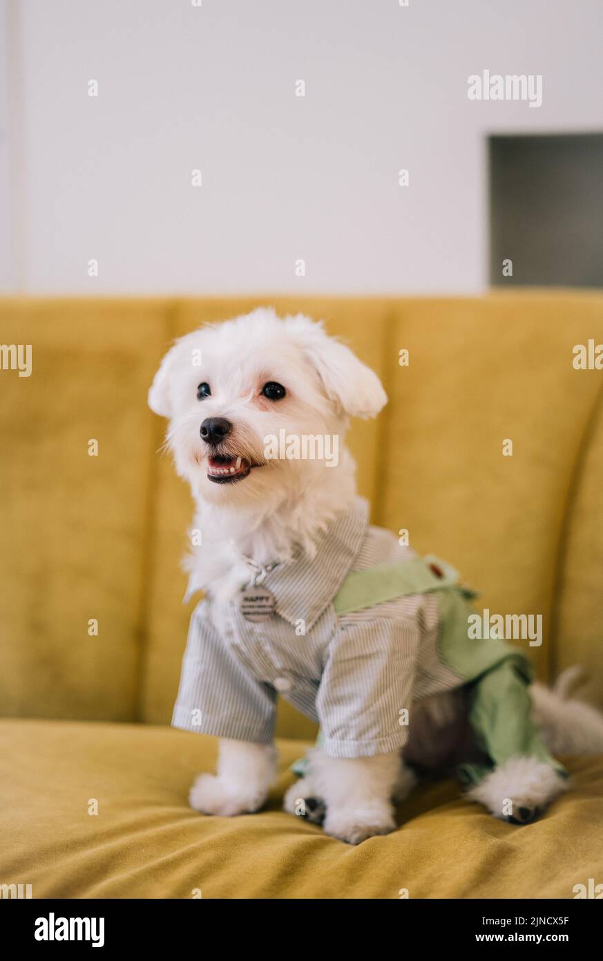 Un piccolo cane bianco sorridente sul divano Foto Stock