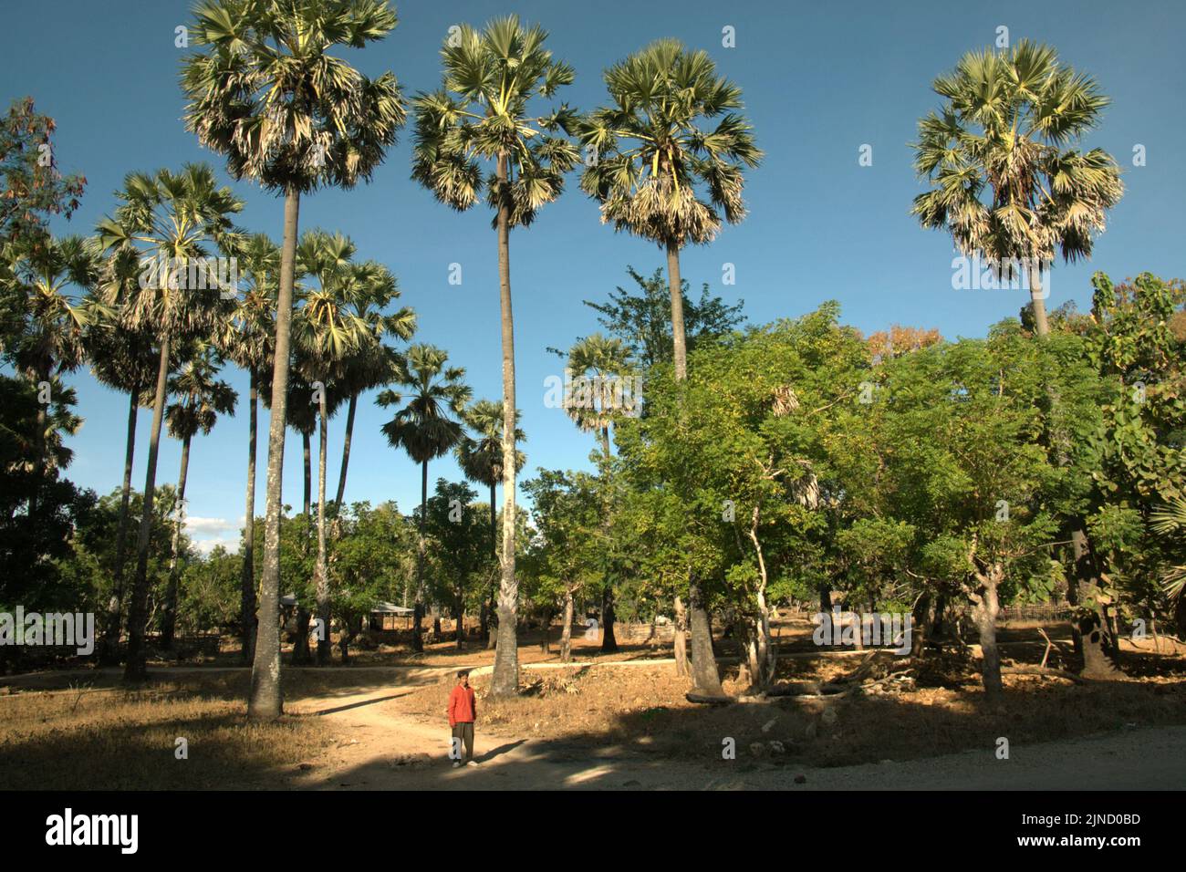 Un abitante del villaggio è fotografato davanti agli alberi a clima secco, tra cui la palma da zucchero (Borassus flabellifer), che è preziosa per la gente del posto a Rote Island, Nusa Tenggara orientale, Indonesia. Foto Stock