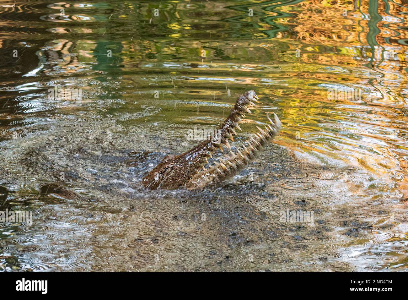Foto di un coccodrillo d'acqua dolce (Crocodylus johnstoni) con bocca aperta e denti in un fiume, Northern Territory, NT, Australia Foto Stock