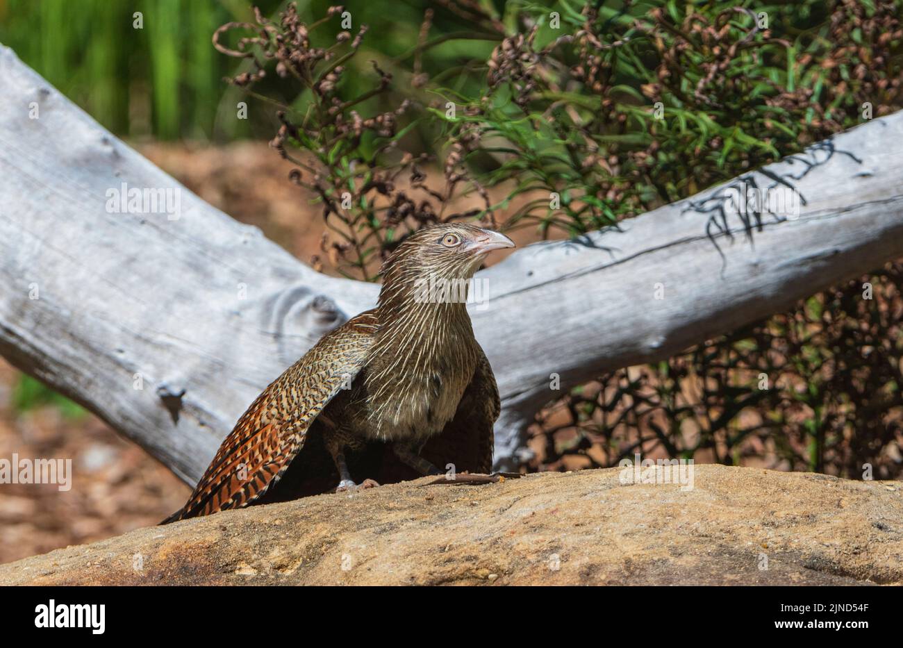 Pheasant Coucal (Centropus phasianinus), Parco del territorio della fauna selvatica, Darwin, territorio del Nord, NT, Australia. Condizioni controllate. Foto Stock