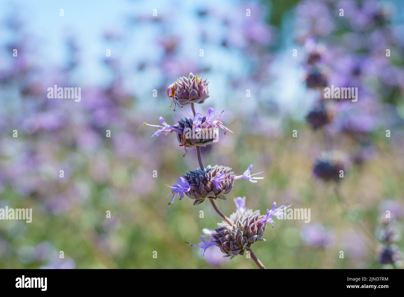 Cleveland Sage, Salvia clevelandii, bellissima specie di salvia altamente aromatica, originaria della California, da vicino con cielo blu chiaro sullo sfondo Foto Stock