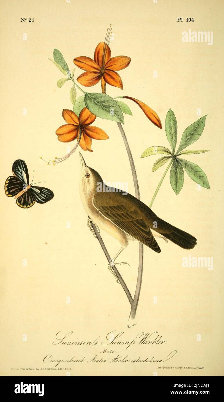 Gli uccelli di America (Pl. 104) (8568625541) Foto Stock