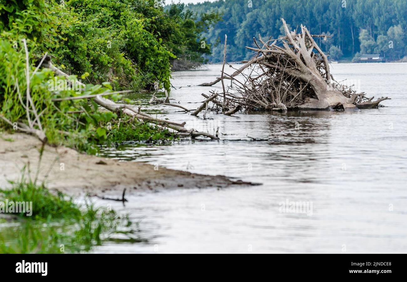 Una vista panoramica sulla riva del Danubio. Una vista sulla riva del Danubio e la radice di un albero che sporge dall'acqua. Foto Stock