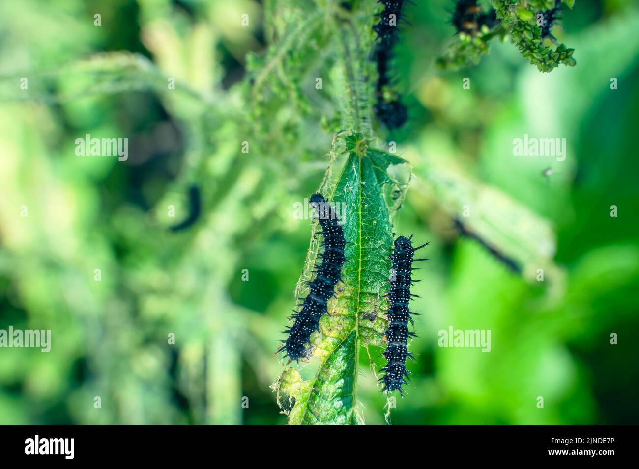 bruco nero di una farfalla di pavone su un primo piano di ortica. Un bruco nero con punte e puntini bianchi mangia le foglie della ortica pungente Foto Stock