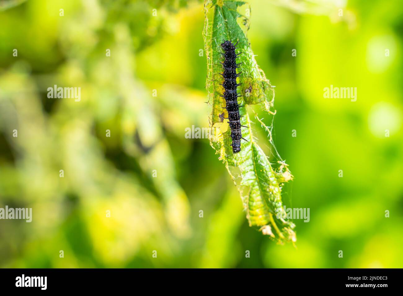bruco nero di una farfalla di pavone su un primo piano di ortica. Un bruco nero con punte e puntini bianchi mangia le foglie della ortica pungente Foto Stock