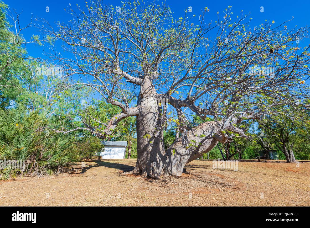 Magnifico vecchio albero di boab presso la storica Bullita Homestead, Judbarra/Gregory National Park, Northern Territory, NT, Australia Foto Stock