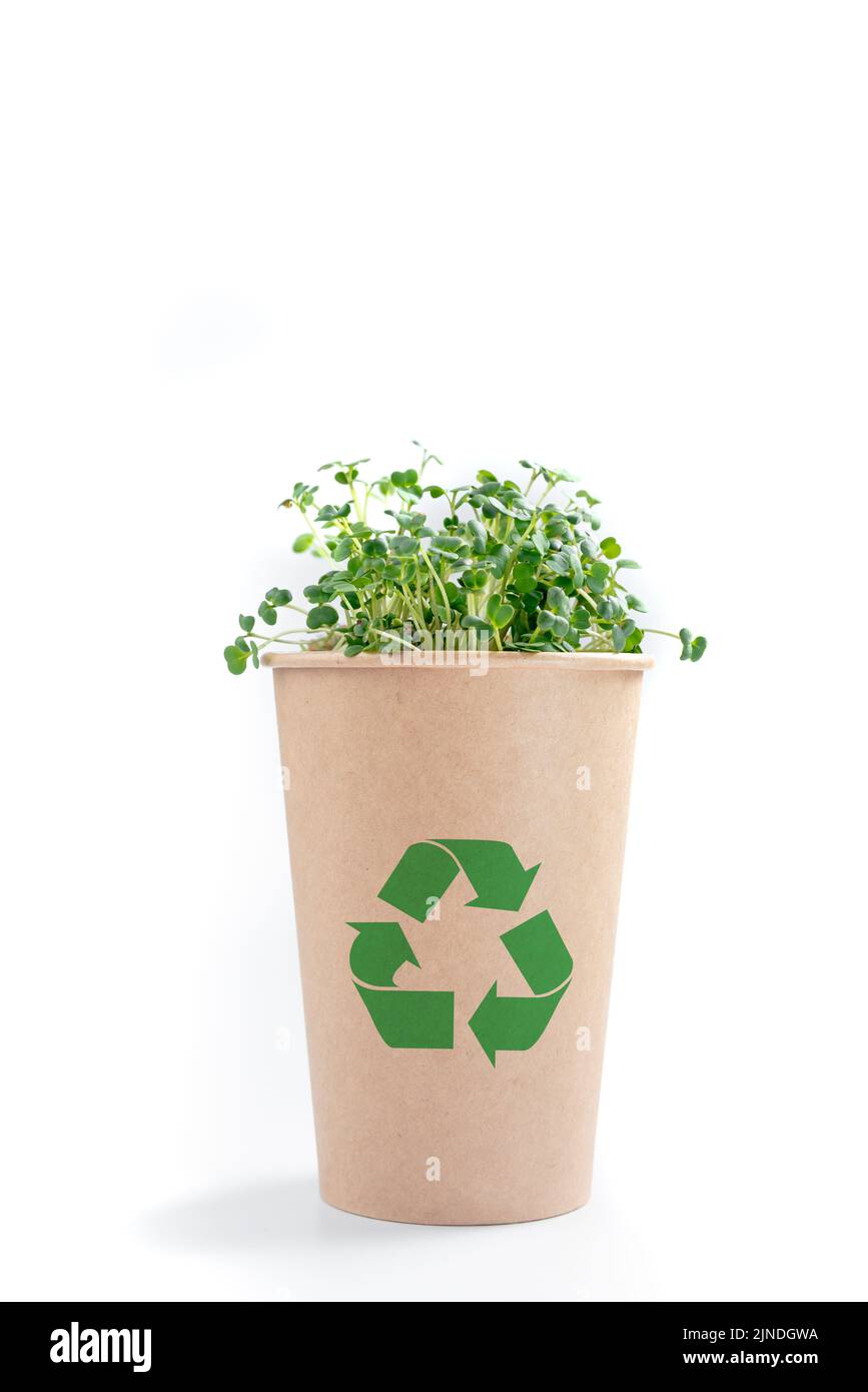 Coppa Eco con verde interno su sfondo bianco, ecologia ambientale, vita sostenibile senza plastica Foto Stock