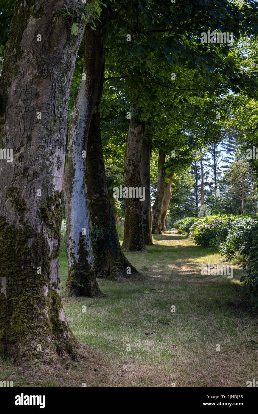 Trewiten House and Gardens, Truro, Cornovaglia, Inghilterra Foto Stock