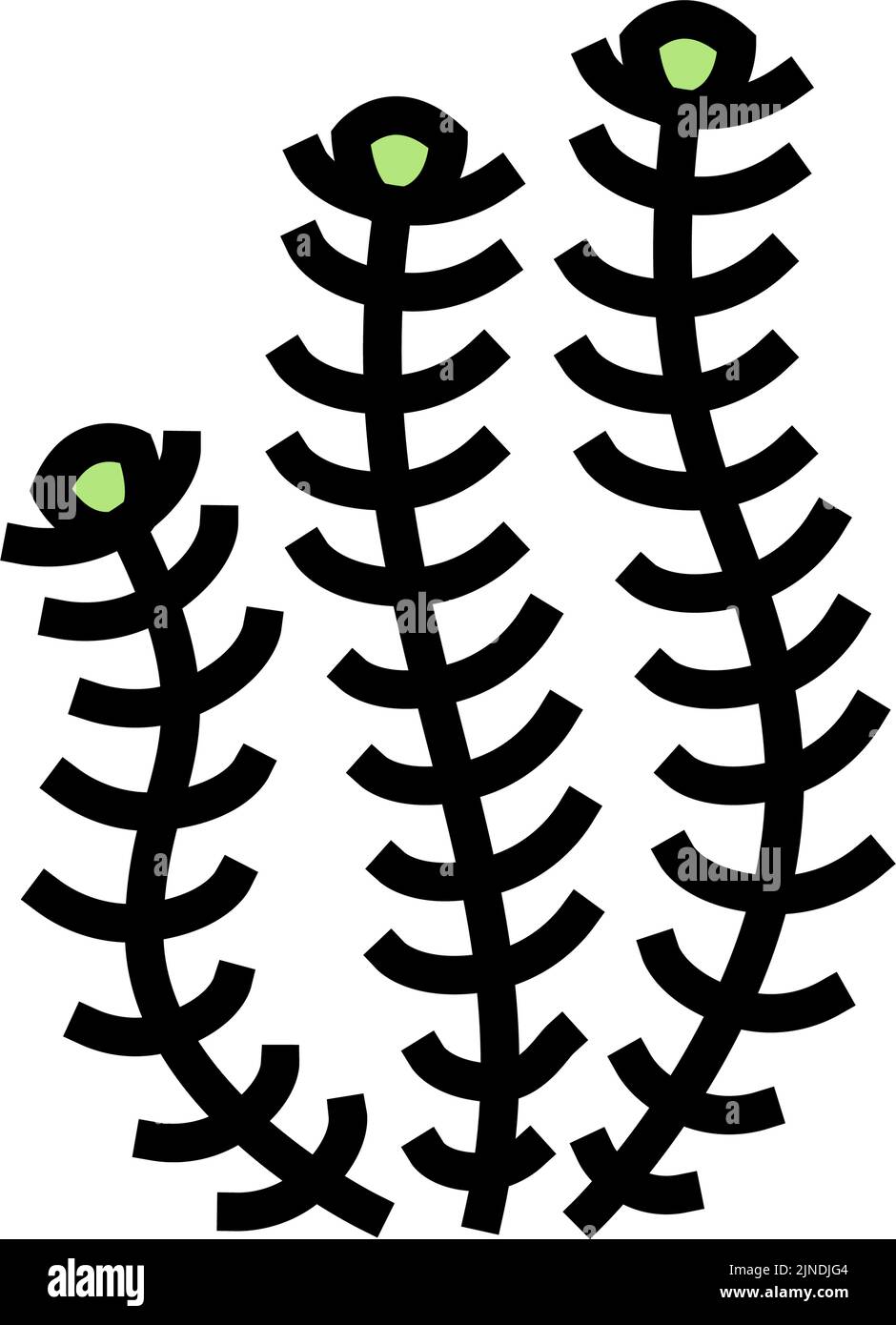 immagine vettoriale con icone a colori di alghe marine di hornwort Illustrazione Vettoriale