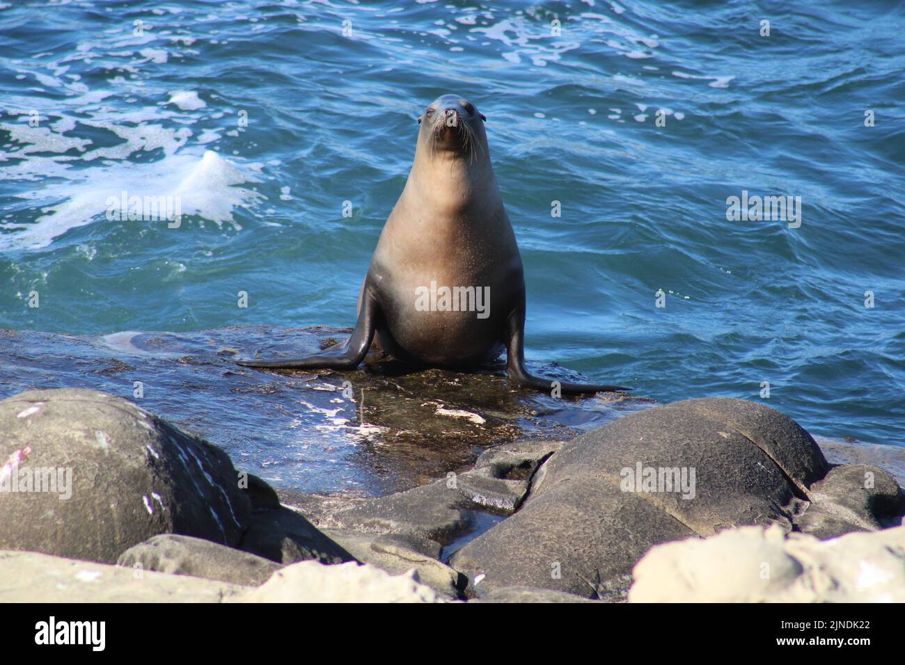 Adorabile leone di mare sdraiato su uno sbocco roccioso al largo di una spiaggia nella California meridionale. Giornata di sole con grandi onde che si tuffano sulla roccia. Foto Stock