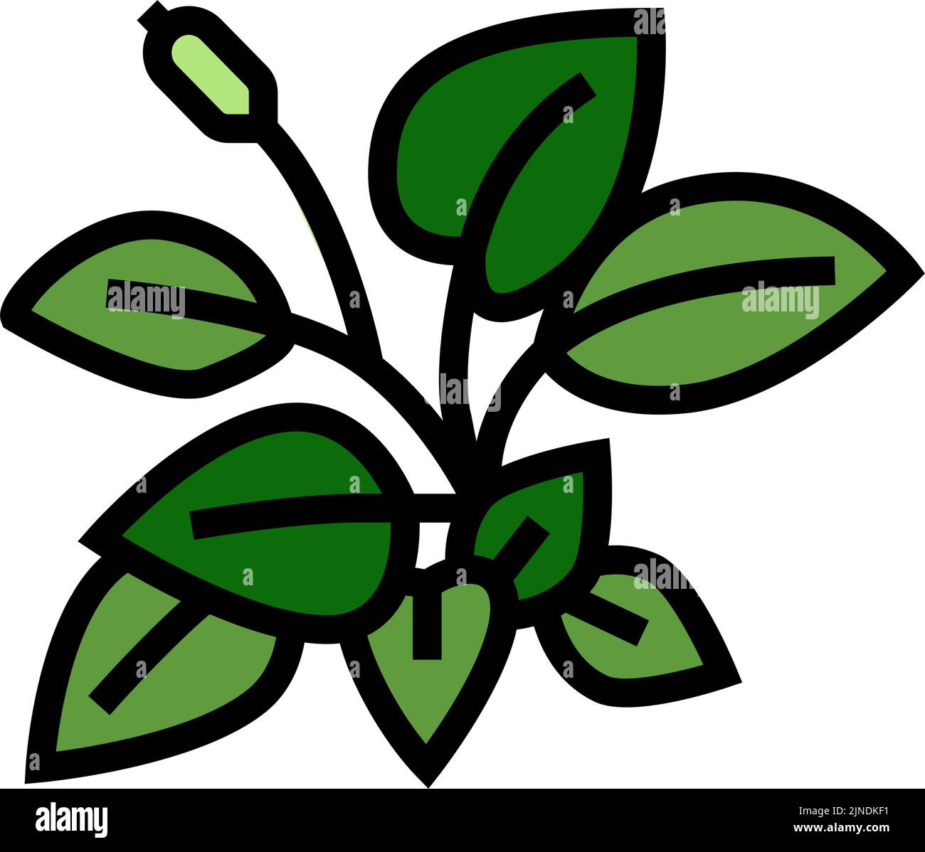 anubia nana immagine vettoriale icona a colori Illustrazione Vettoriale