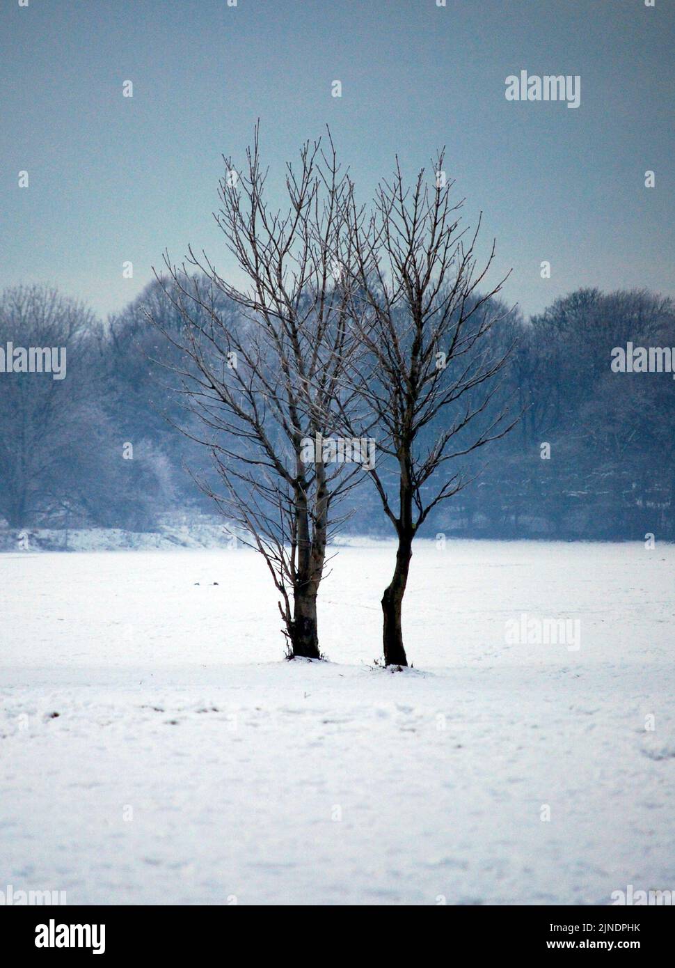 Gli alberi si trovano in un campo coperto di neve, con più alberi oltre, durante un inverno freddo a Manchester, Regno Unito. Foto Stock