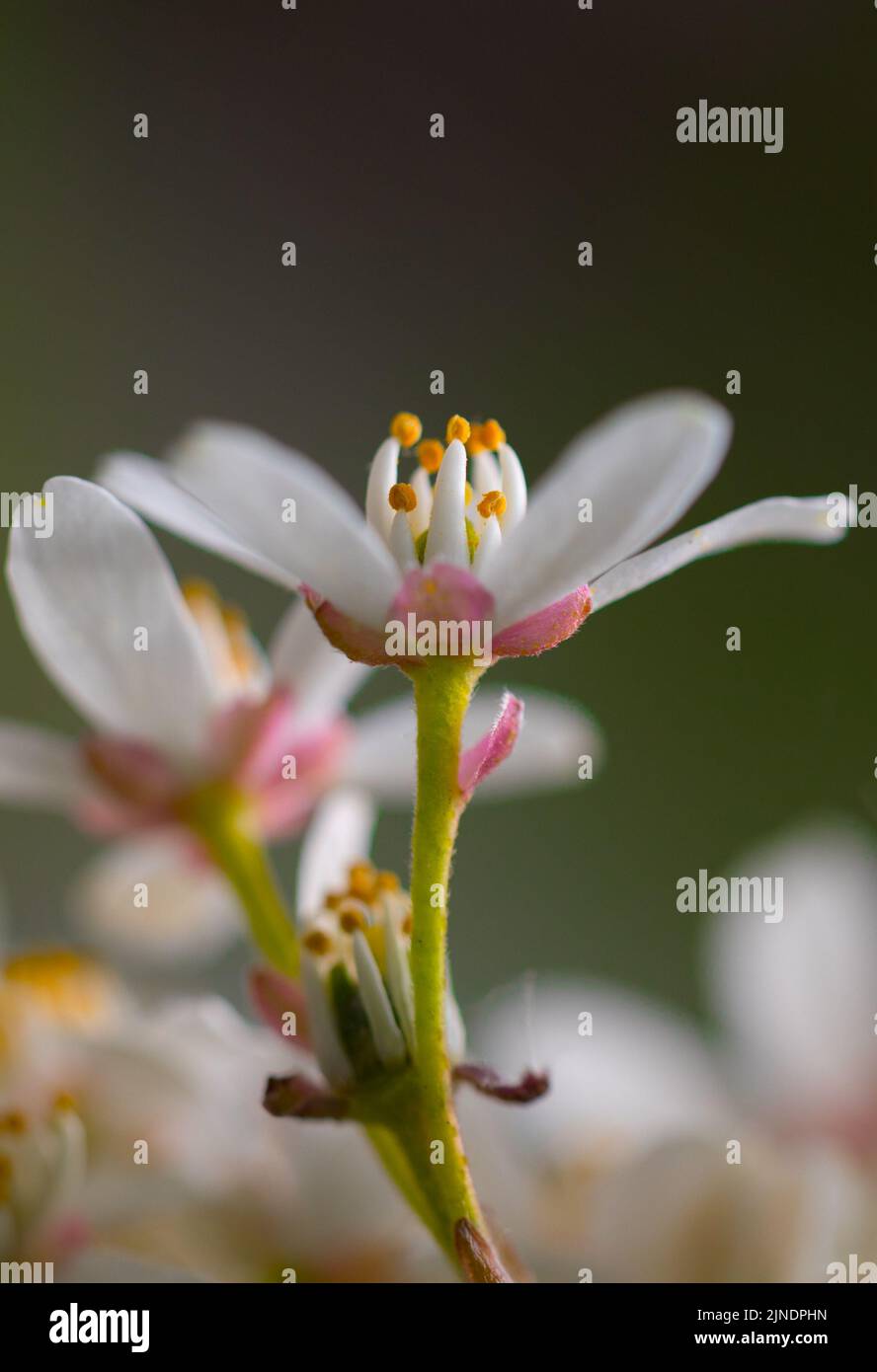 Un colpo verticale di fiore di latte che fiorisce in un giardino Foto Stock