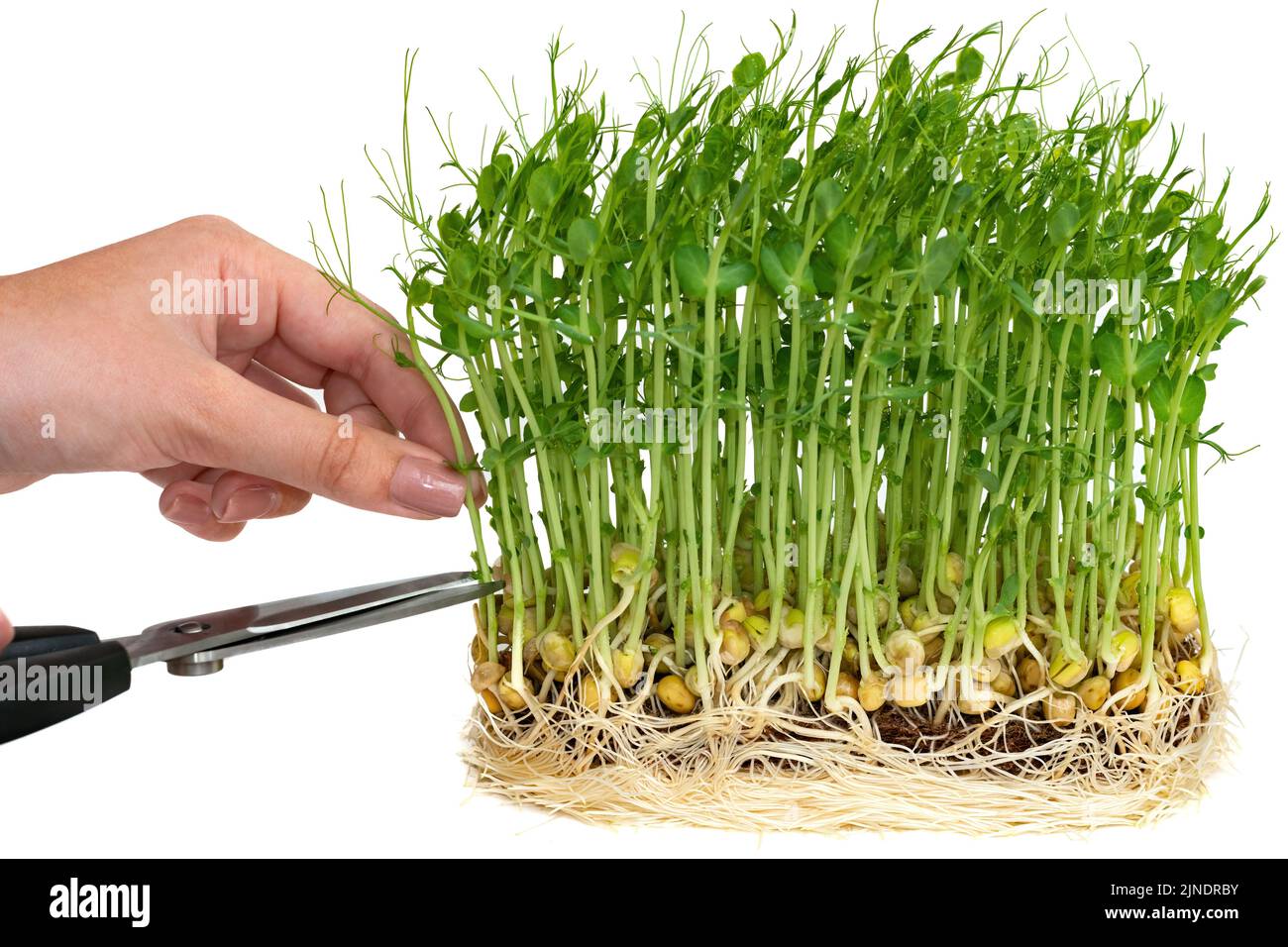 La ragazza taglia i germogli di microgreens di piselli. Il concetto di alimentazione sana e cibo biologico Foto Stock