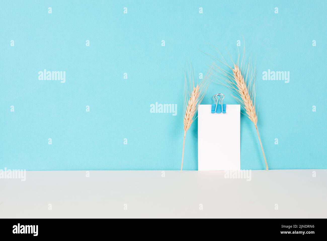 Grano raccolto su sfondo blu, copia spazio per il testo, crisi di carenza alimentare e aumento dei prezzi, paglia d'oro Foto Stock