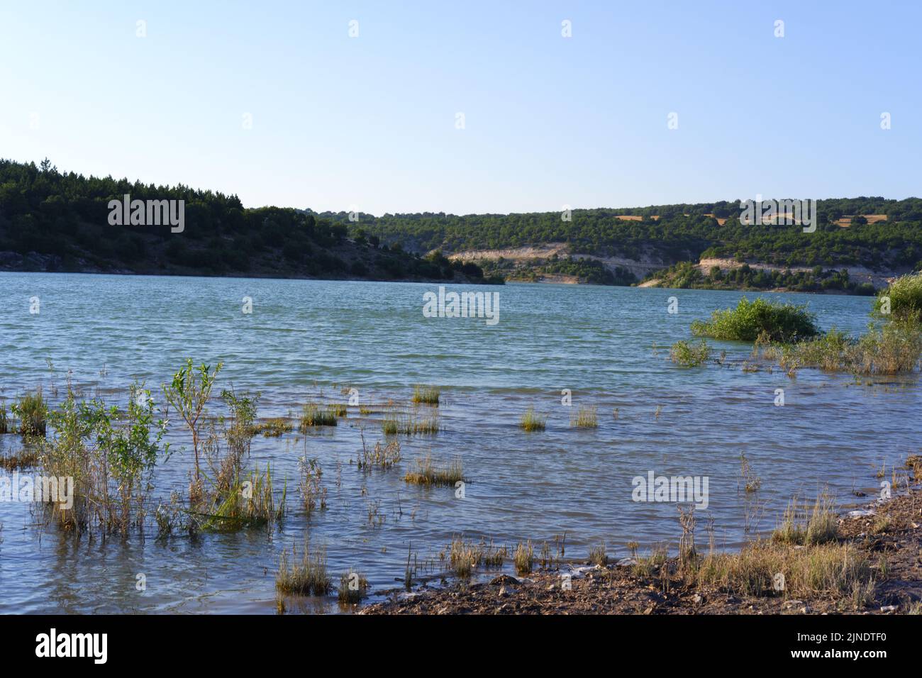 Alberi e piante sul lago Foto Stock