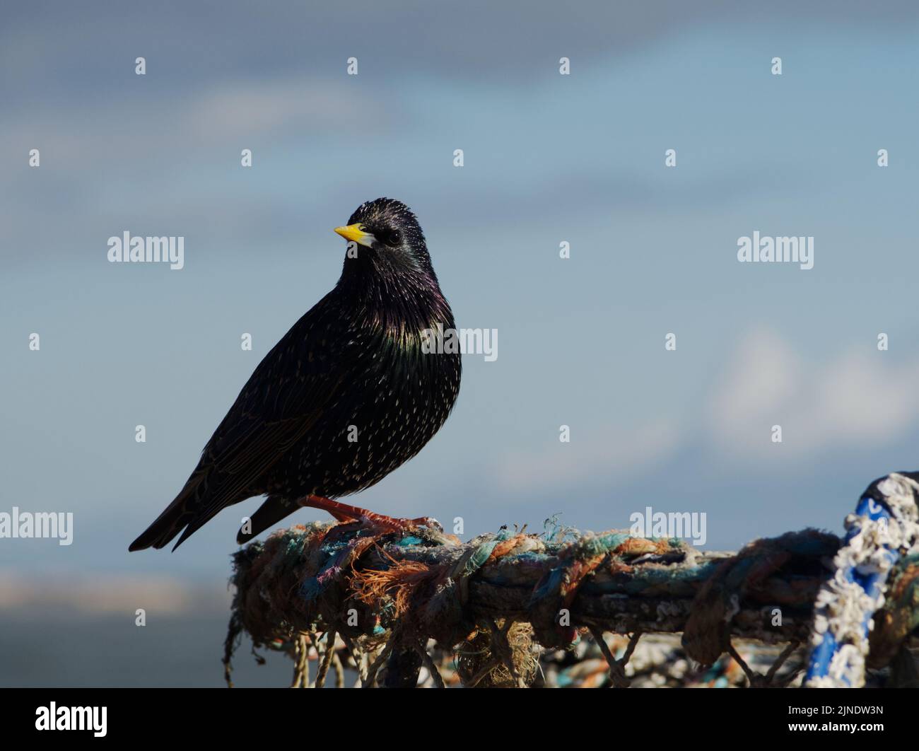 Starling, contro il cielo, arroccato su pentole di aragosta Mudeford Quay Febbraio 2022 Foto Stock