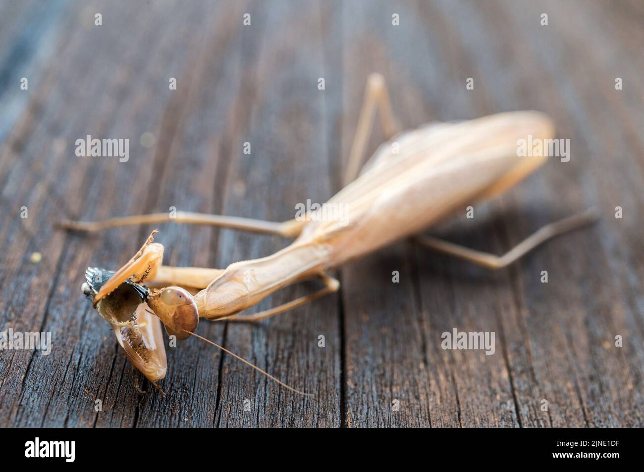 Il mantis di preghiera europeo mangia un piccolo insetto su un asse di legno Foto Stock