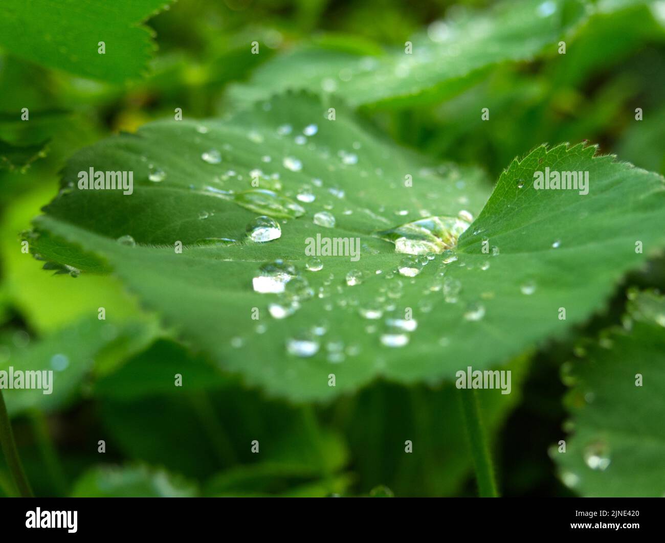 Alchemilla Signore mantello con gocce di pioggia 2022 maggio Foto Stock