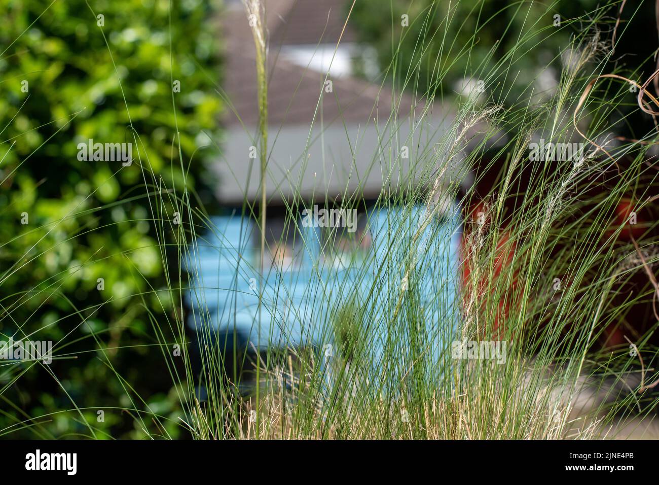 L'erba estiva e il polline di polene delle erbe estive possono essere una causa di allergia alla febbre da fieno Foto Stock