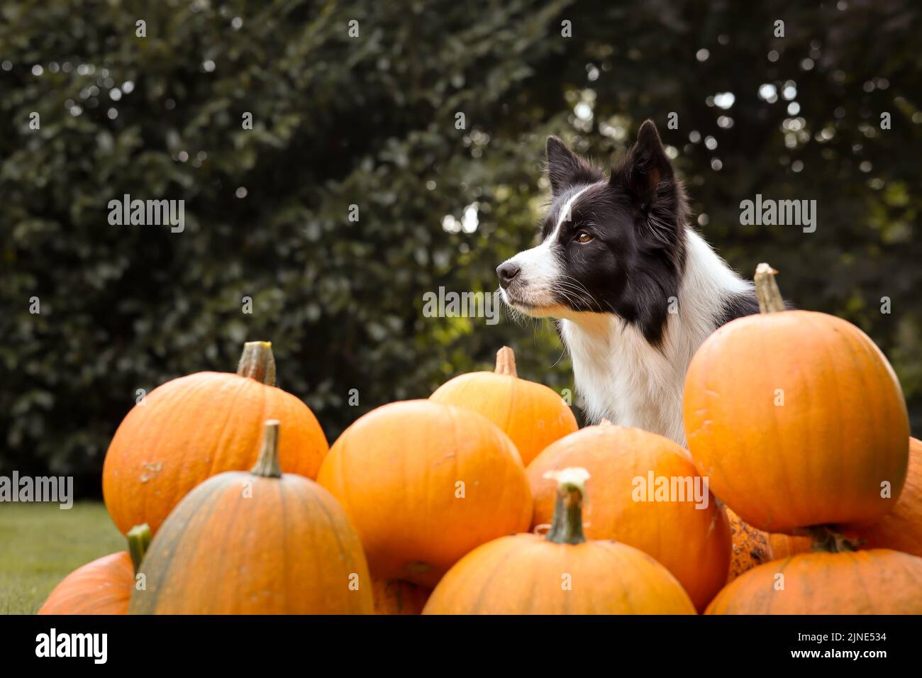 Ritratto laterale di Border Collie con zucche arancioni. Adorabile cane bianco e nero con pezza di zucca in giardino. Foto Stock