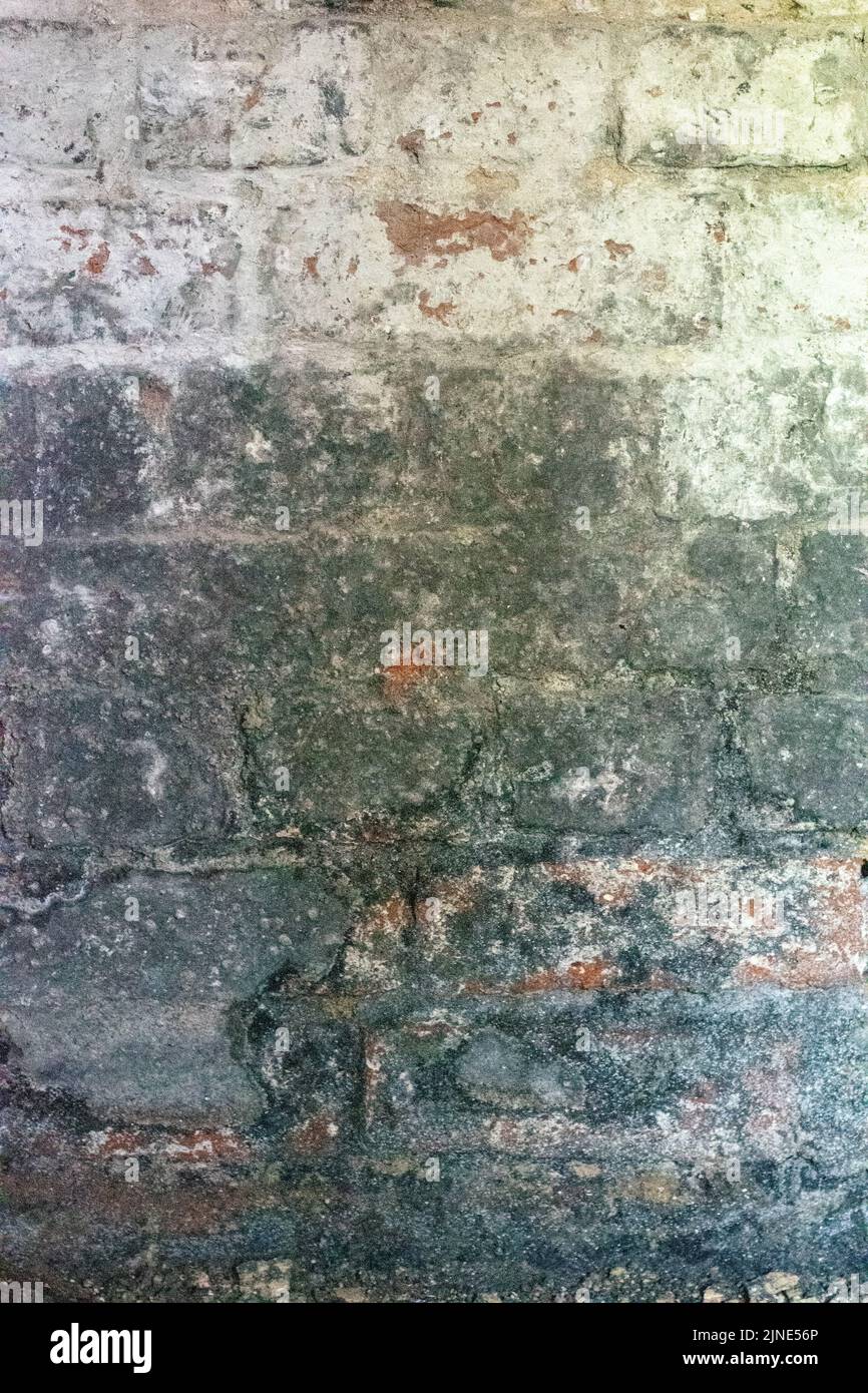 Vecchio muro di mattoni ammuffiti nel seminterrato della cantina con stampo nero su di esso Foto Stock