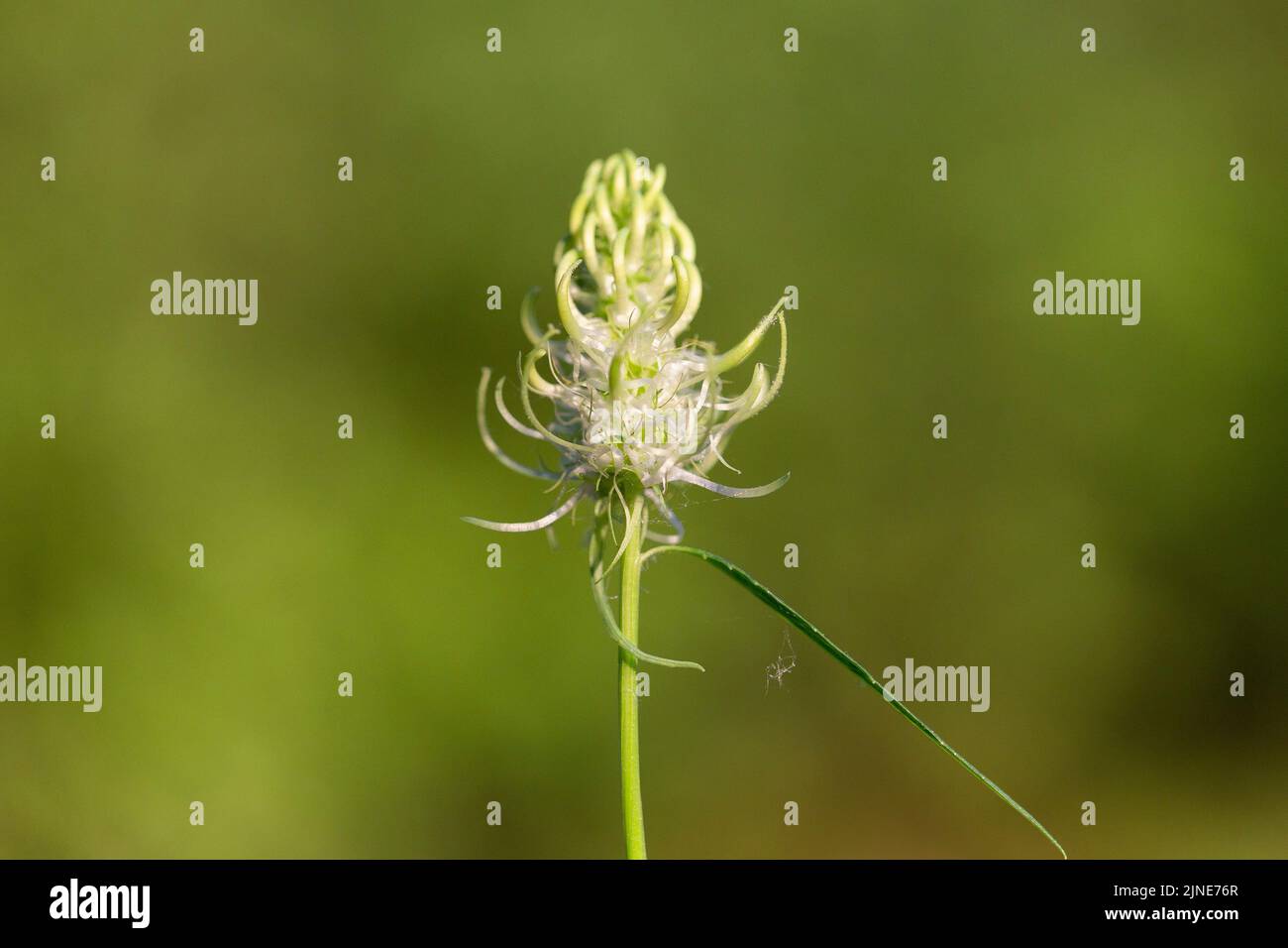 Phyteuma spicatum, il rampione a punta, è una pianta della famiglia Campanulaceae. Phyteuma spicatum fiori, primo piano. Foto Stock