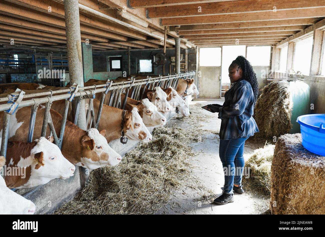 Giovane agricoltrice africana che lavora all'interno di un'azienda cowshed mentre utilizza un tablet digitale - concentrati sul volto Foto Stock