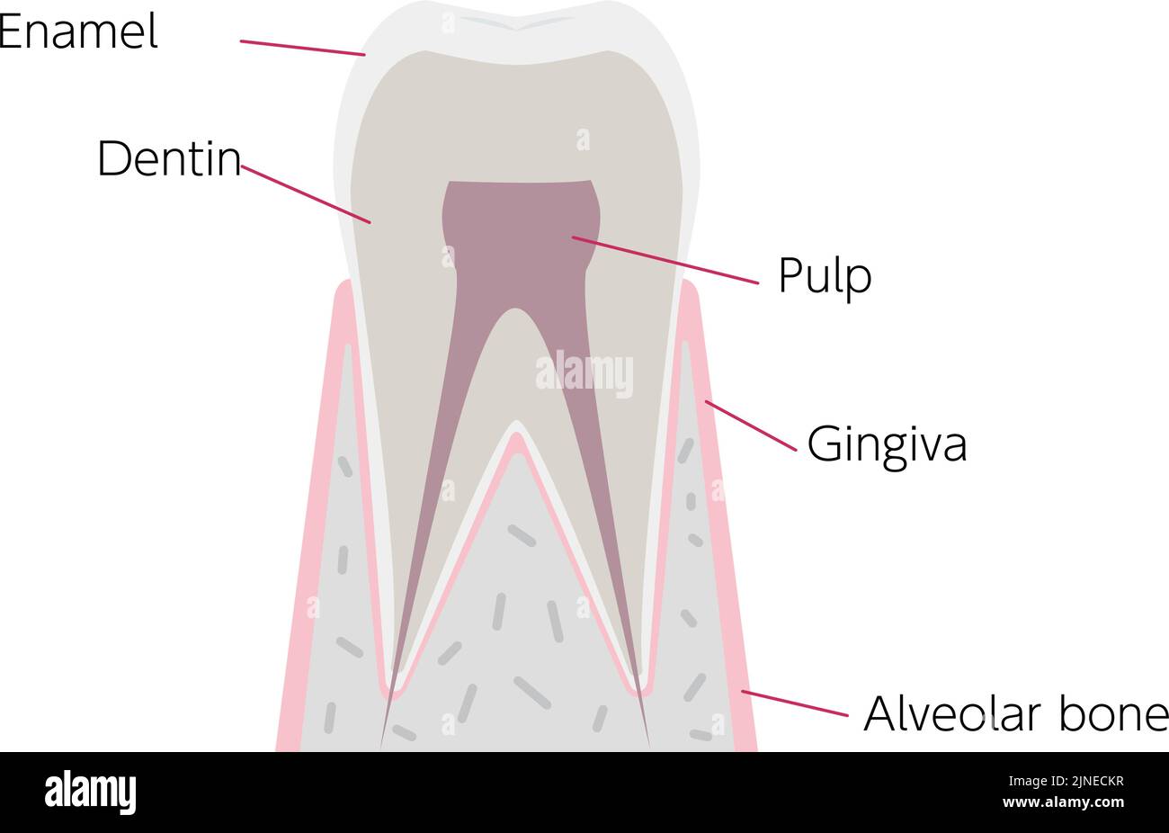 Anatomia del dente semplice con nomi per ogni parte in inglese Illustrazione Vettoriale