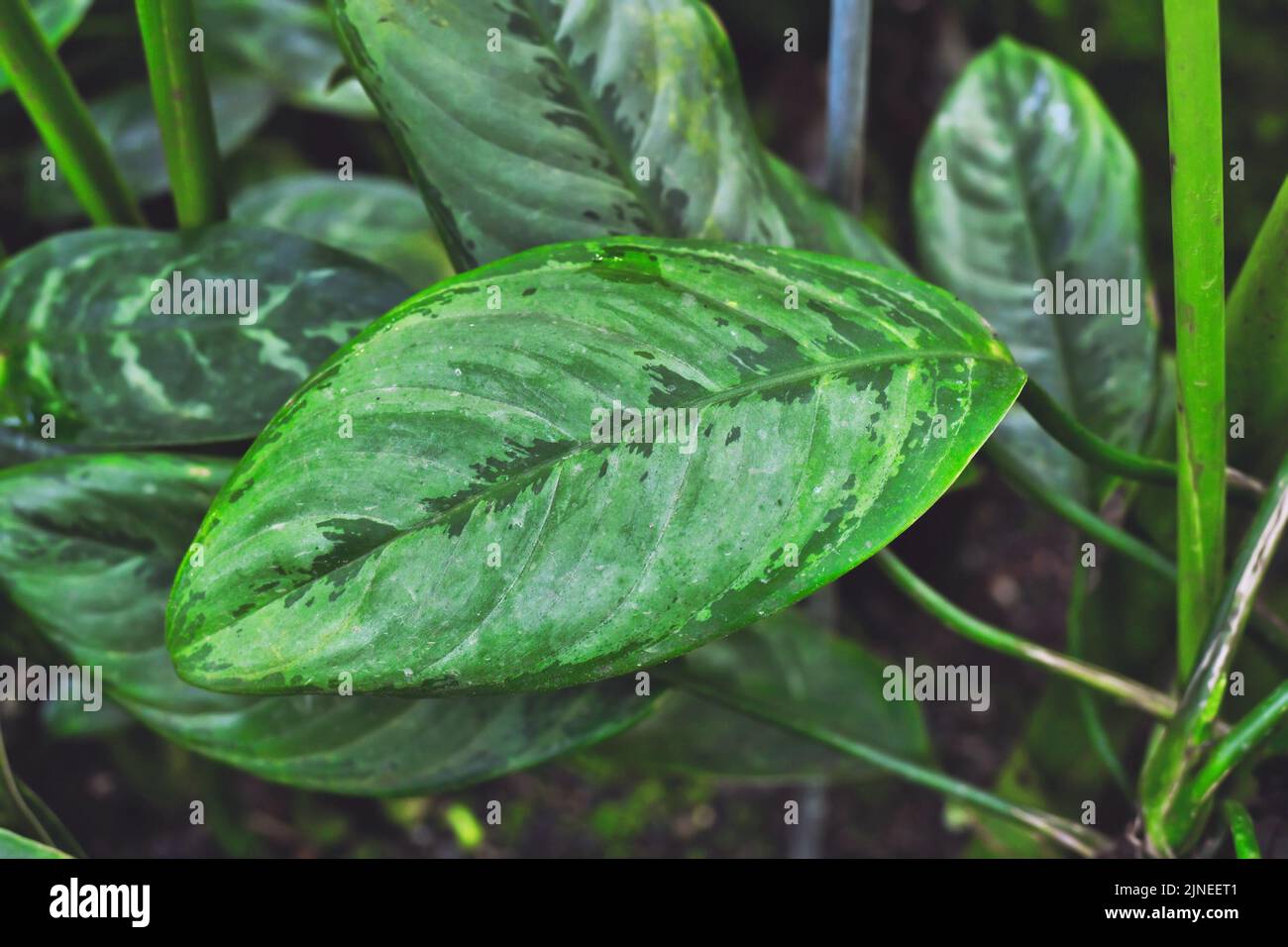 Foglia di esotica pianta casalinga 'Aglaonema Robeleynii' Foto Stock