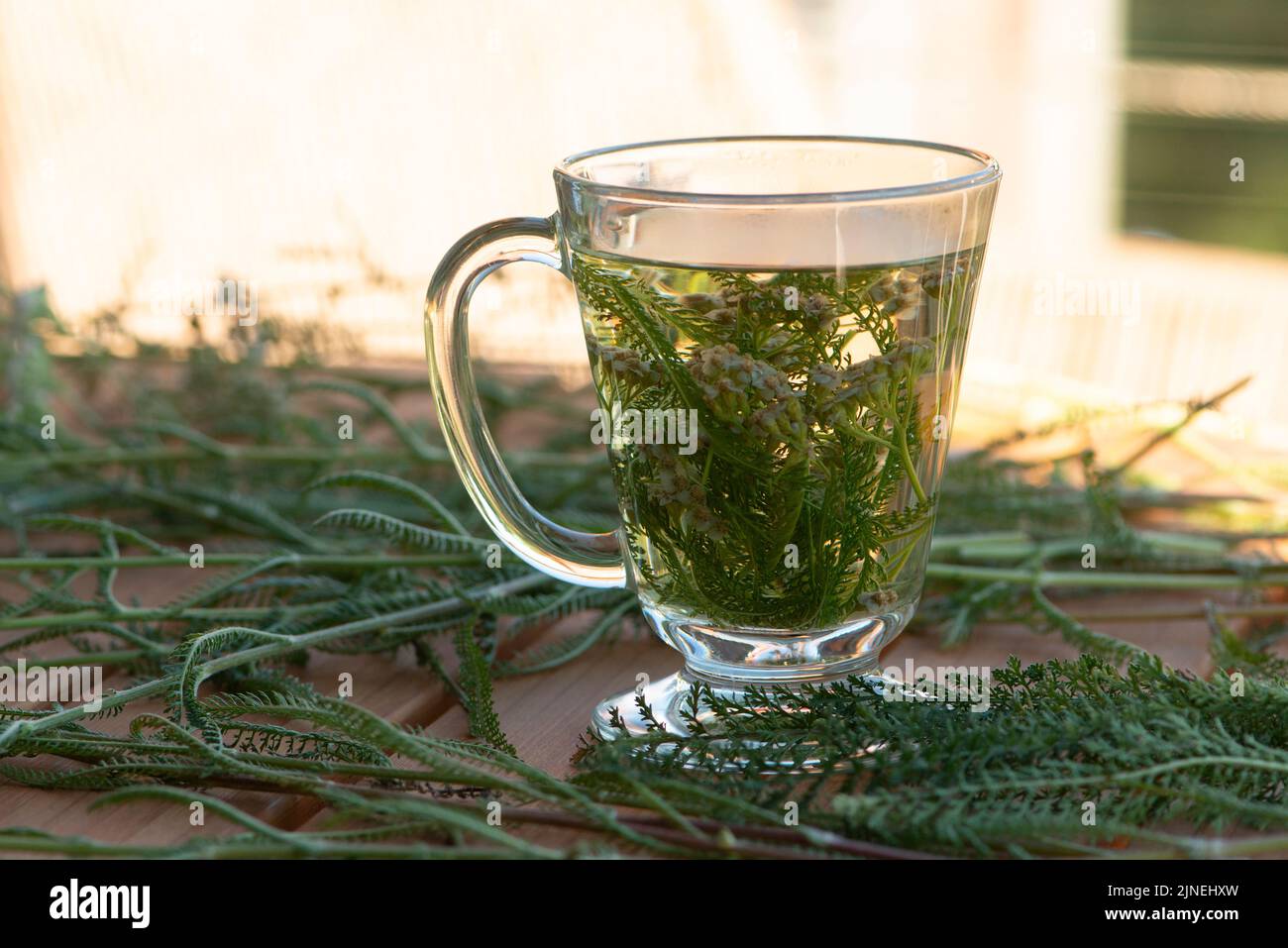 Tè alle erbe yarrow fresco. Achillea millefolio. Guarigione omeopatia. Foto Stock