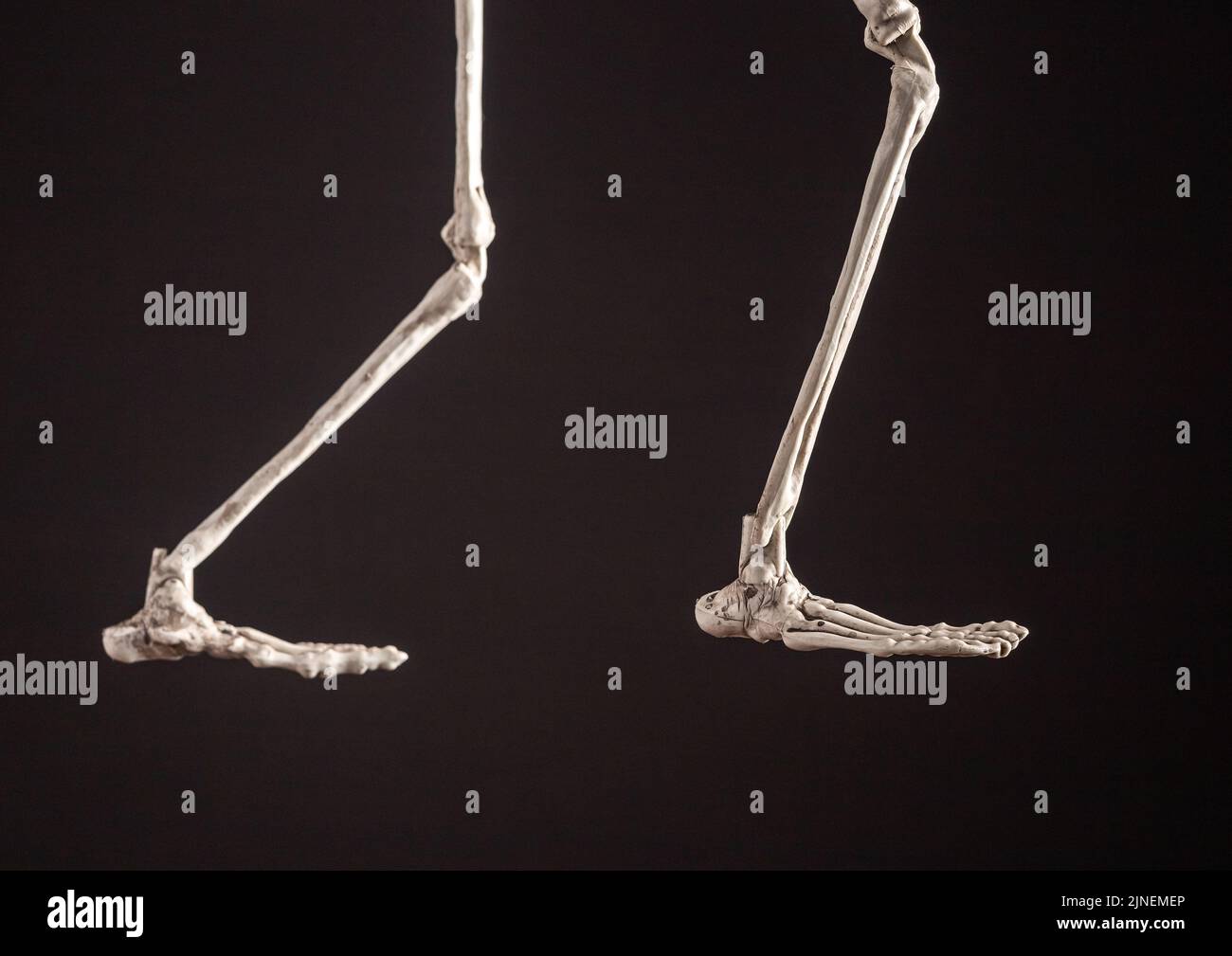 Zampe scheletriche su sfondo nero. Vista laterale. Anatomia, concetto di Halloween. Foto di alta qualità Foto Stock