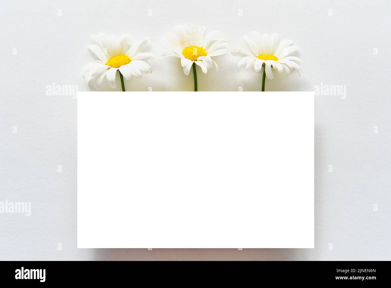 Scena di beffa del saluto. Carta bianca, fiori a margherita. Composizione estiva floreale minimalista. Foto Stock