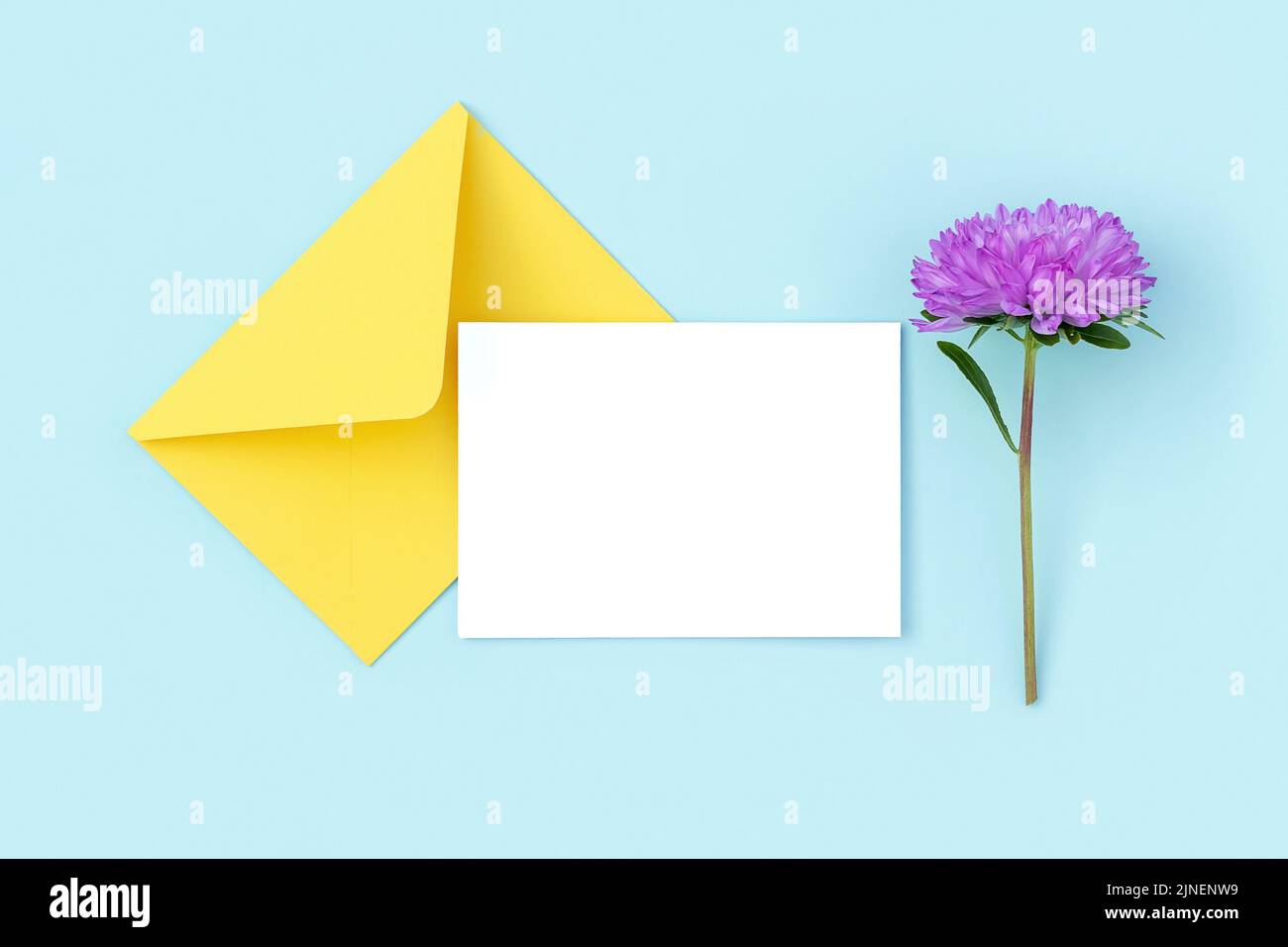 Cartoncino bianco, busta gialla e fiore viola su sfondo blu. Stile minimalista. Vista dall'alto Flat Lay Mockup. Foto Stock