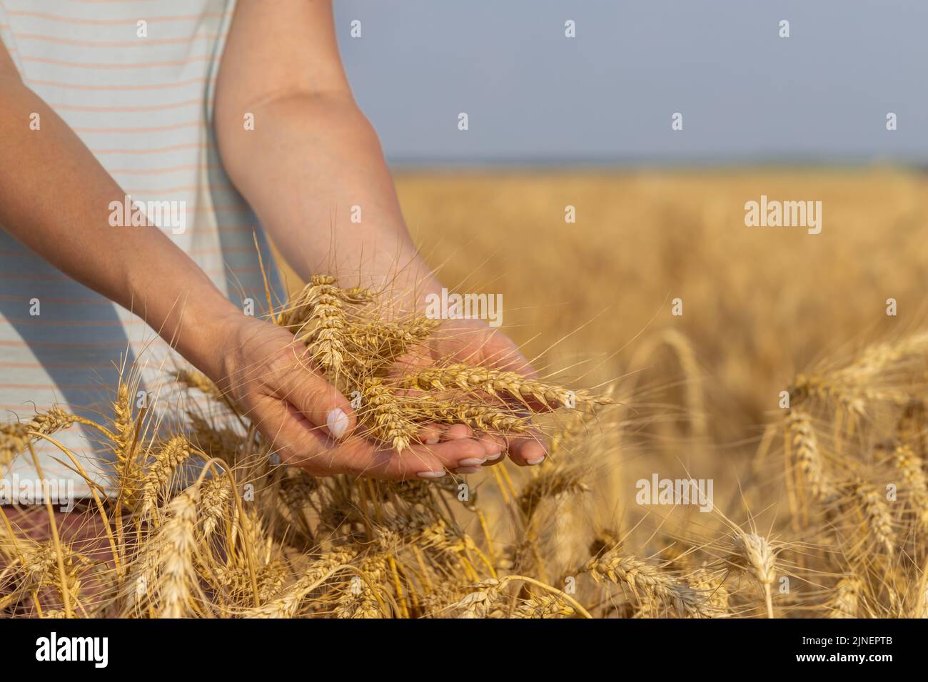 mano femmina che tiene un orecchio sullo sfondo del campo. Foto di alta qualità Foto Stock