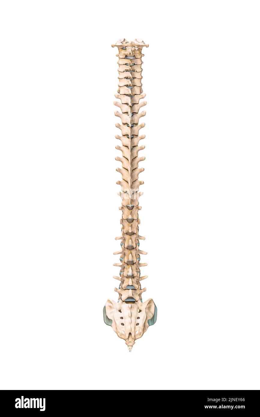 Rappresentazione 3D precisa della vista posteriore o posteriore delle ossa della colonna vertebrale umana o delle vertebre isolate su sfondo bianco. Grafico anatomico vuoto. Anat Foto Stock